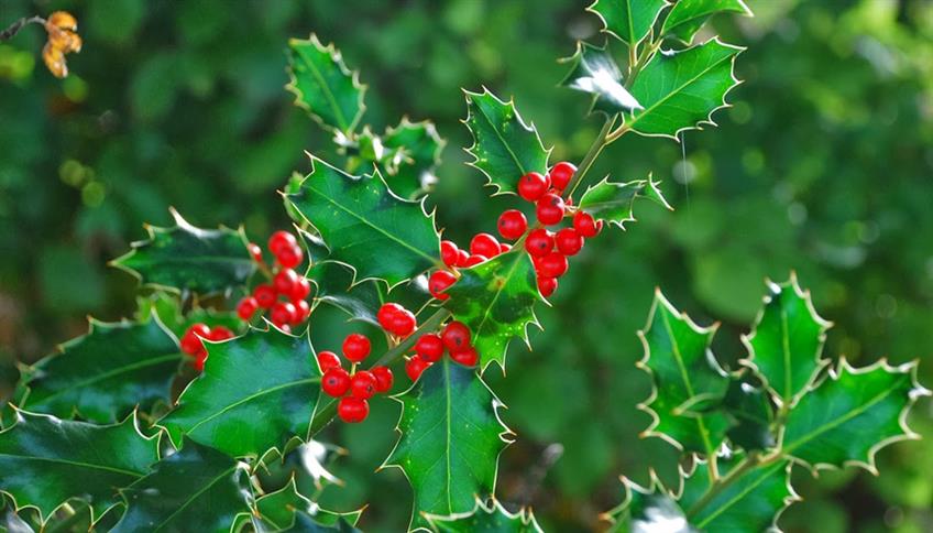 Affidati ad Holly dei Fiori di Bach Affidati ad Holly dei Fiori di Bach